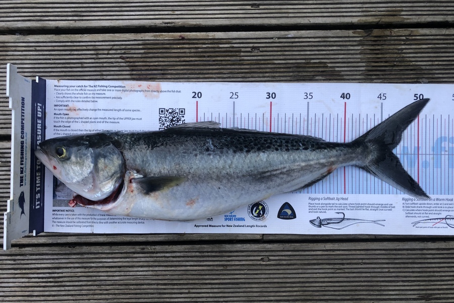 Andrew Froome caught this 46.0cm Kahawai at Port Taranaki  during The Export NZ Fishing Competition