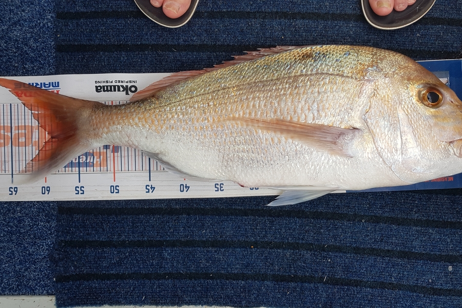 Glenn Lucas caught this 59.0cm Snapper at Kawau  during The Export NZ Fishing Competition