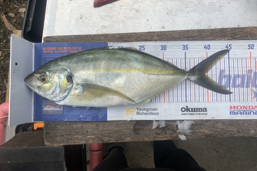 Matt Harrison caught this 39.5cm Trevally at BOI during The Export NZ Fishing Competition