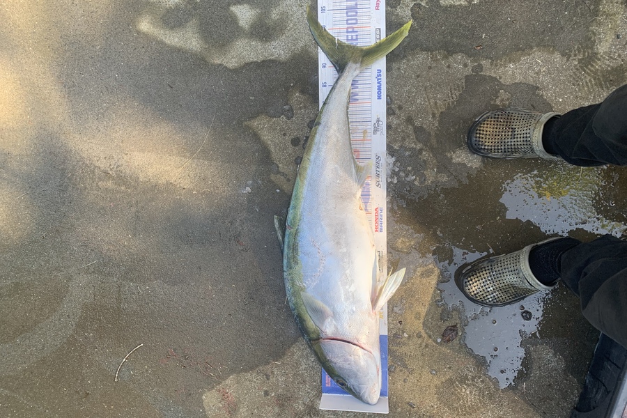 Matt Harrison caught this 95.0cm Kingfish at BOI during The Export NZ Fishing Competition