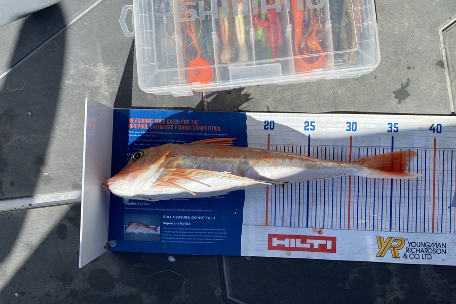Ben Subritzky  caught this 36.5cm Gurnard at Hauraki Gulf during The Export NZ Fishing Competition