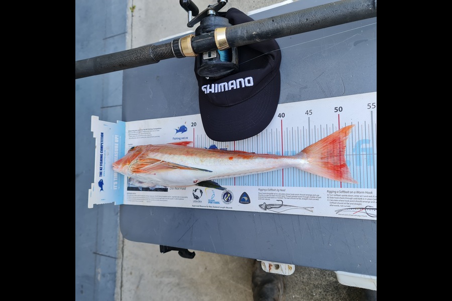 Frank van Vroonhoven caught this 50.5cm Gurnard at Mayor Island  during The Export NZ Fishing Competition