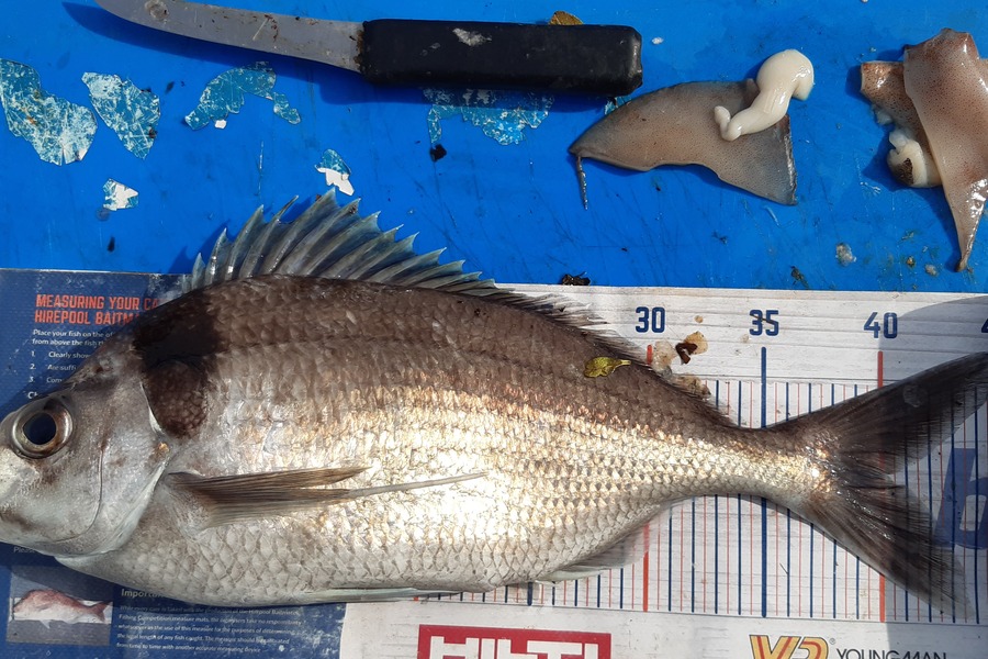 Dan Musson caught this 40.0cm Tarakihi at Welly sth coast  during The Export NZ Fishing Competition