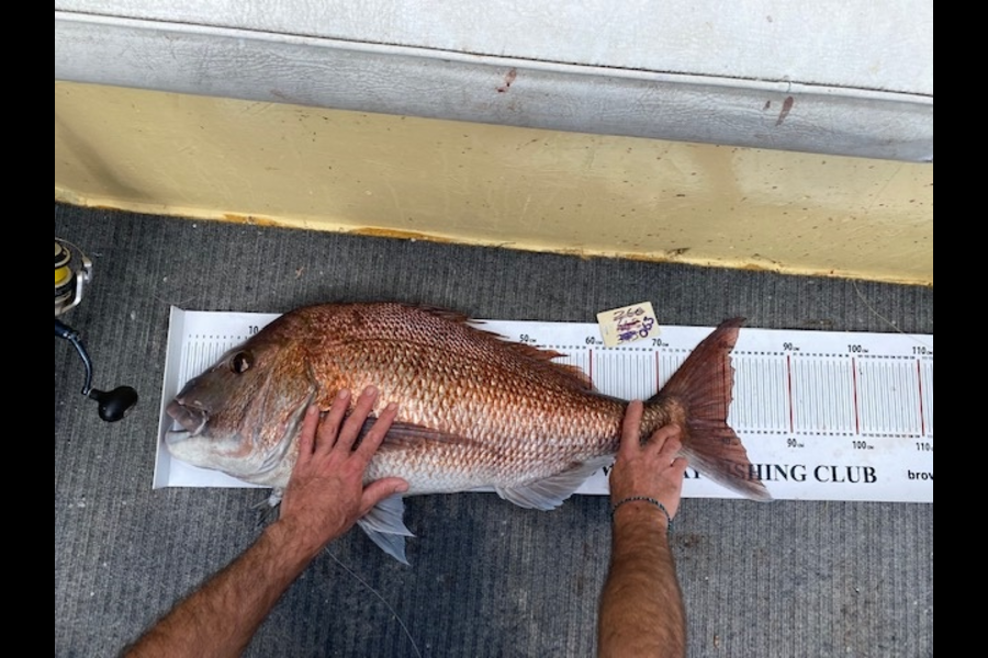 Andrew Wilson caught this 80.0cm Snapper at Doubtless bay during The Export NZ Fishing Competition