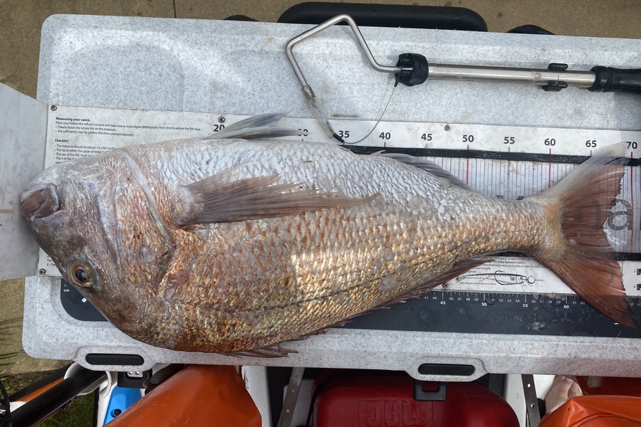 Ash Dann caught this 66.5cm Snapper at Far North during The Export NZ Fishing Competition