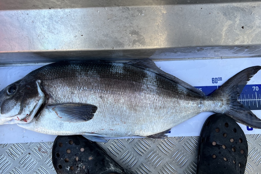 Luke Slobbe caught this 65.0cm Blue Moki at Kapiti during The Export NZ Fishing Competition