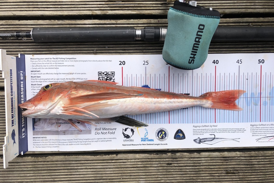 Andrew Froome caught this 44.0cm Gurnard at Port Taranaki  during The Export NZ Fishing Competition