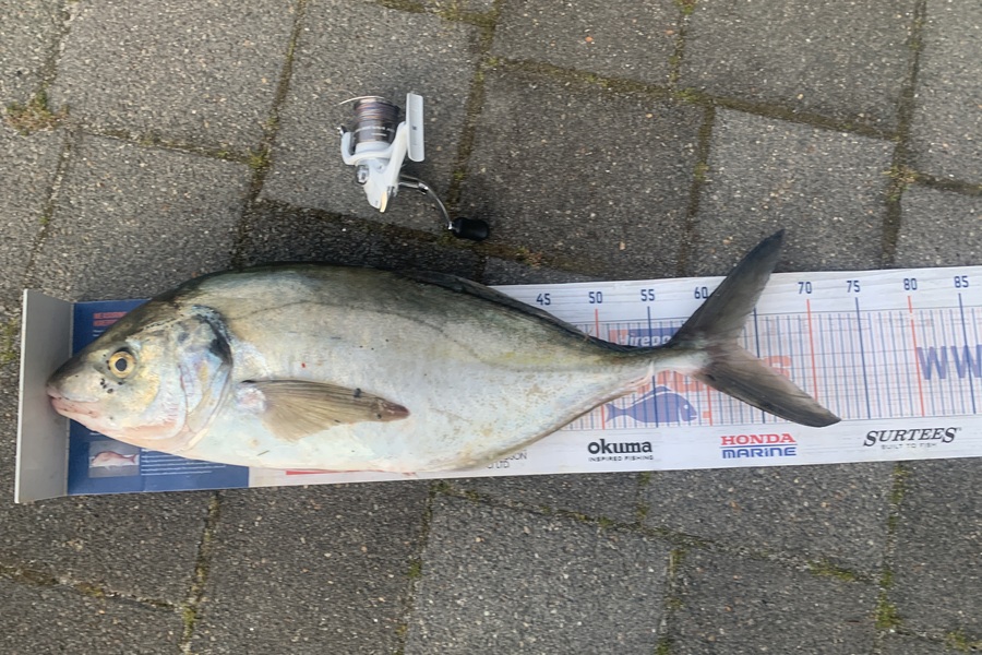 Graeme Duncan caught this 62.0cm Trevally at Coromandel  during The Export NZ Fishing Competition