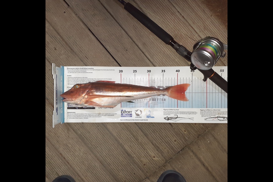 Scott Bassett caught this 42.5cm Gurnard at Foxton beach  during The Export NZ Fishing Competition