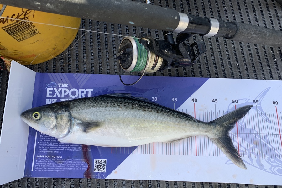 Brodie Eruera caught this 48.0cm Kahawai at Whakatane  during The Export NZ Fishing Competition