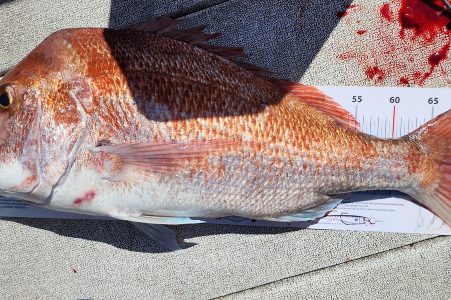 Dan Hunia caught this 72.0cm Snapper at Whanganui during The Export NZ Fishing Competition