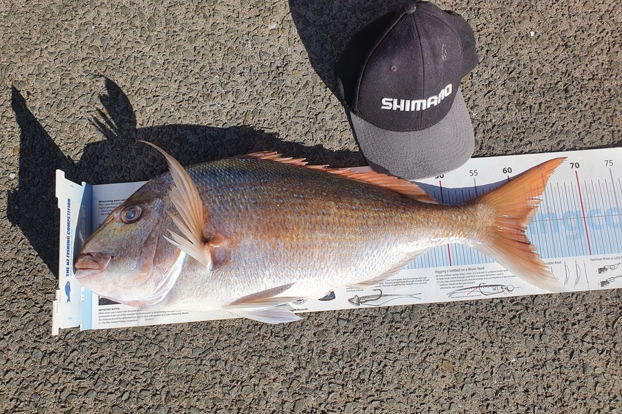 Ian Campbell caught this 61.0cm Snapper at Opito Bay  during The Export NZ Fishing Competition