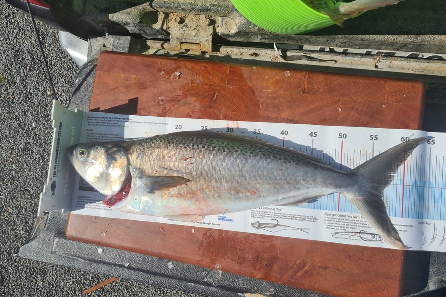 Glen Downie caught this 56.5cm Kahawai at Te awanga  during The Export NZ Fishing Competition