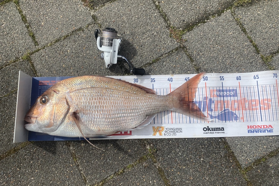 Graeme Duncan caught this 46.0cm Snapper at Bop during The Export NZ Fishing Competition