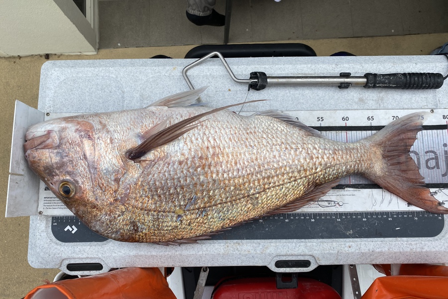 Ash Dann caught this 71.5cm Snapper at Far North during The Export NZ Fishing Competition