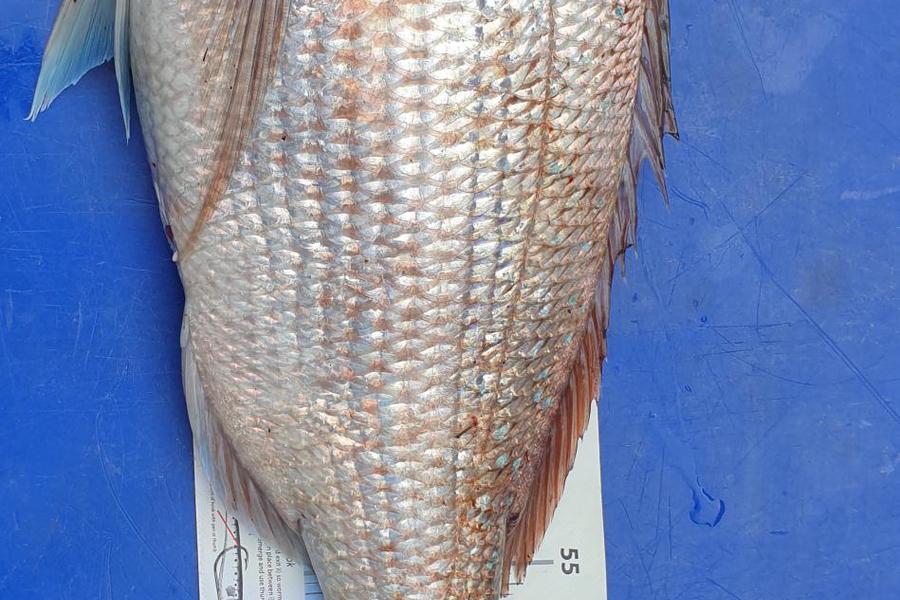 Loi  Nguyen caught this 72.5cm Snapper at Hauraki Gulf during The Export NZ Fishing Competition