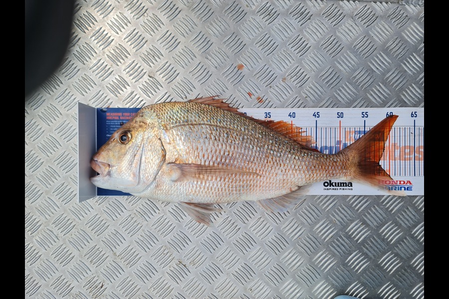 Hendrik Klopper caught this 58.0cm Snapper at Whangarei  during The Export NZ Fishing Competition
