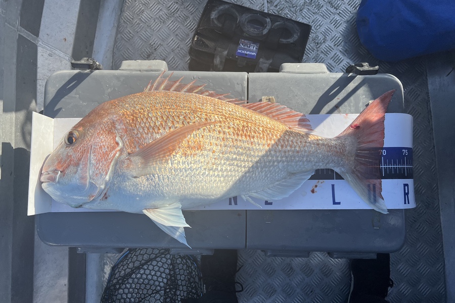 Luke Slobbe caught this 69.5cm Snapper at Kapiti during The Export NZ Fishing Competition
