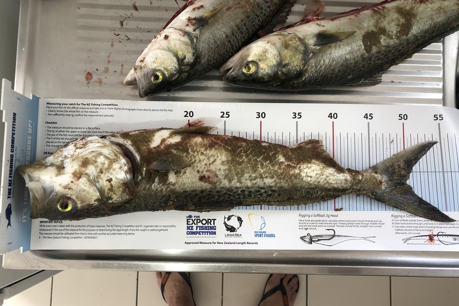 Leigh Willoughby caught this 50.0cm Kahawai at Baylys Beach during The Export NZ Fishing Competition