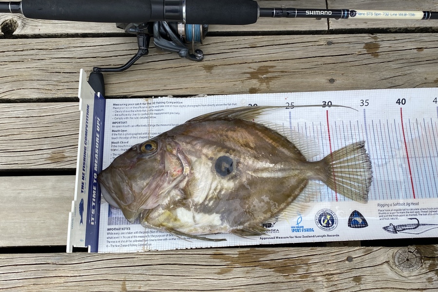 Ian Pedersen caught this 35.0cm John Dory at Coromandel  during The Export NZ Fishing Competition