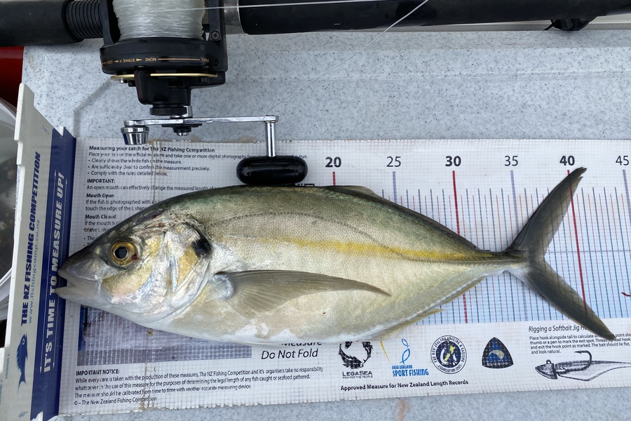 Ian Pedersen caught this 37.0cm Trevally at Thames during The Export NZ Fishing Competition