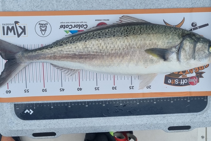 David Ocean caught this 59.5cm Kahawai at Whangaruru Harbour during The Export NZ Fishing Competition