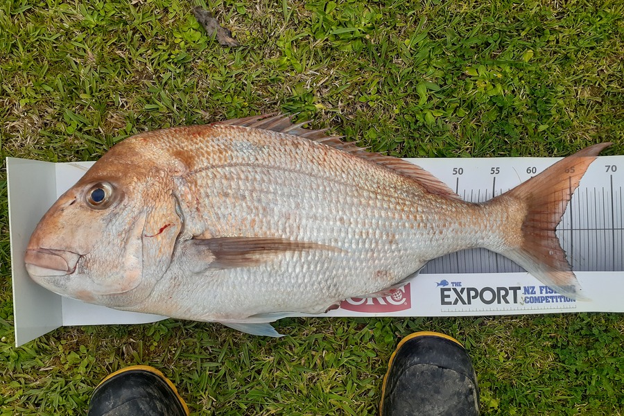 Mathew Goodall caught this 63.0cm Snapper at Firth of Thames during The Export NZ Fishing Competition