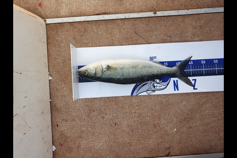 Justin Dodds caught this 42.0cm Kahawai at Marsden Point during The Export NZ Fishing Competition