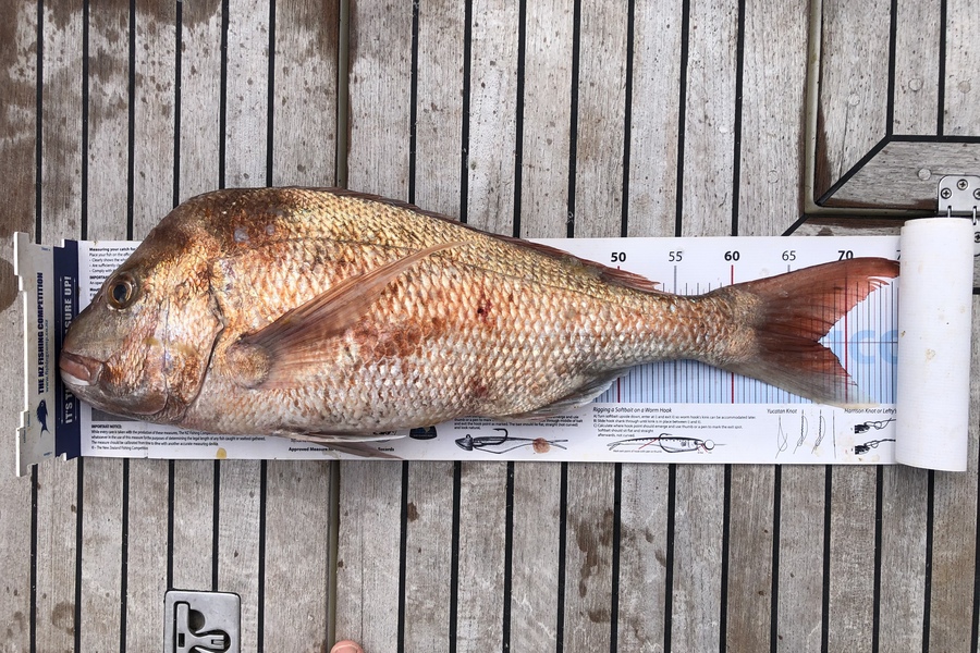 Andrew Froome caught this 67.5cm Snapper at Hauraki Gulf during The Export NZ Fishing Competition