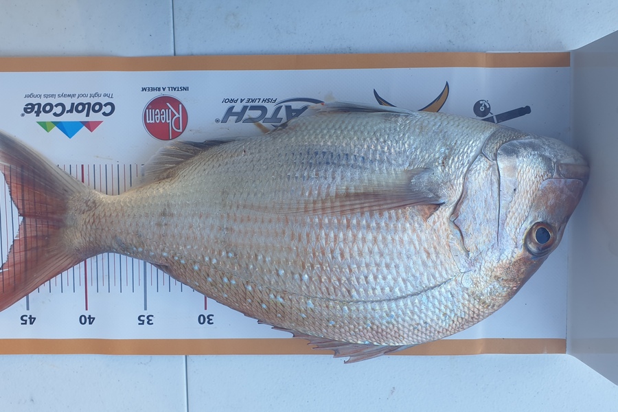 Pat Barrett caught this 45.0cm Snapper at Otaki Beach during The Export NZ Fishing Competition