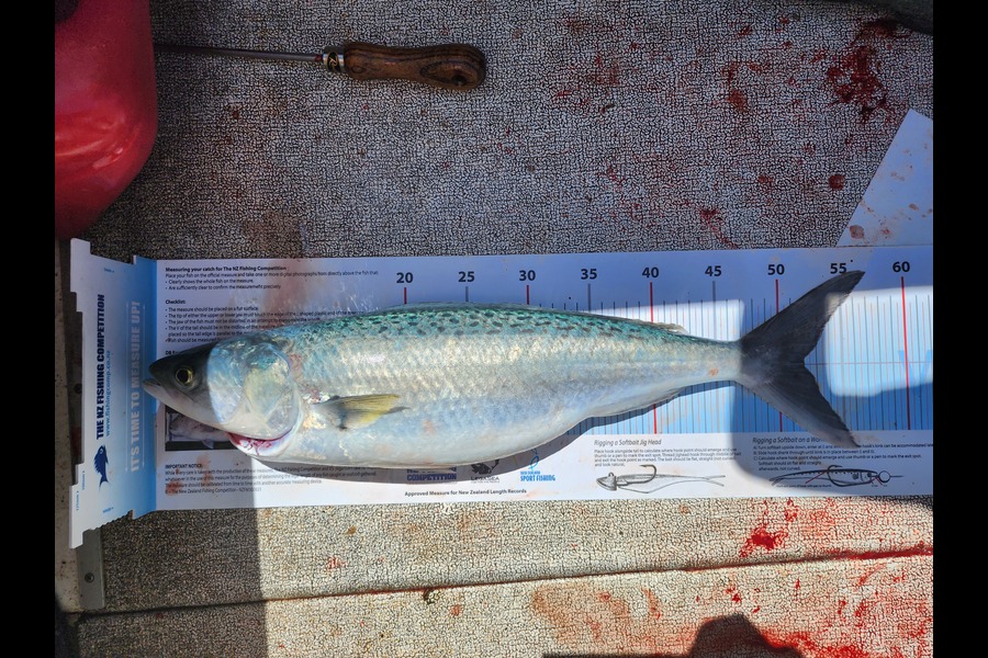 Dan Hunia caught this 52.0cm Kahawai at Whanganui during The Export NZ Fishing Competition