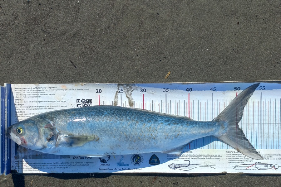 Clayton Hancock caught this 50.0cm Kahawai at manawatu coast during The Export NZ Fishing Competition