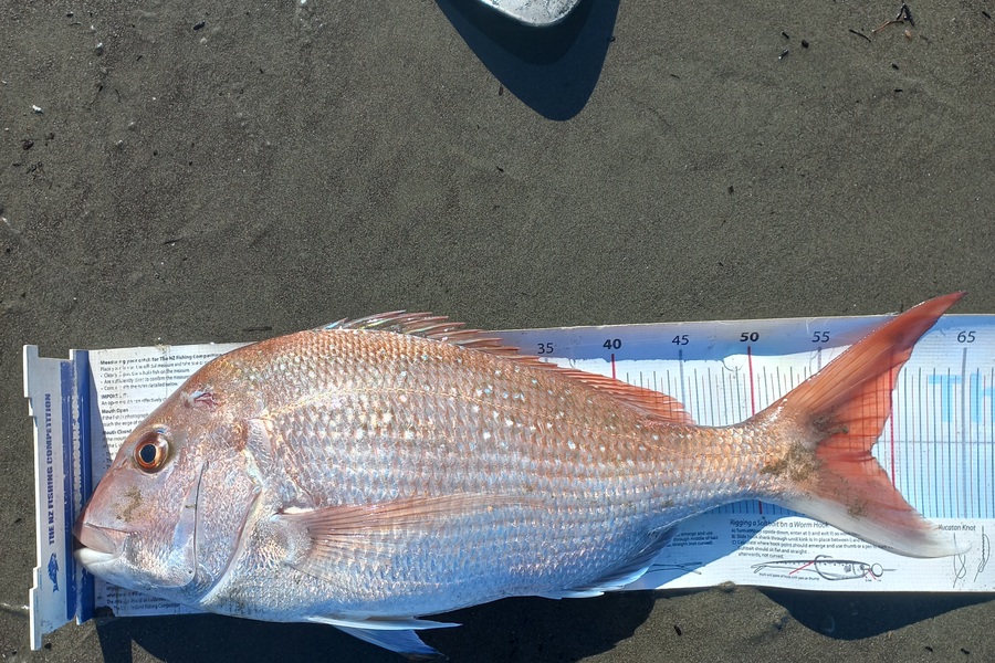 Clayton Hancock caught this 58.5cm Snapper at manawatu coast during The Export NZ Fishing Competition