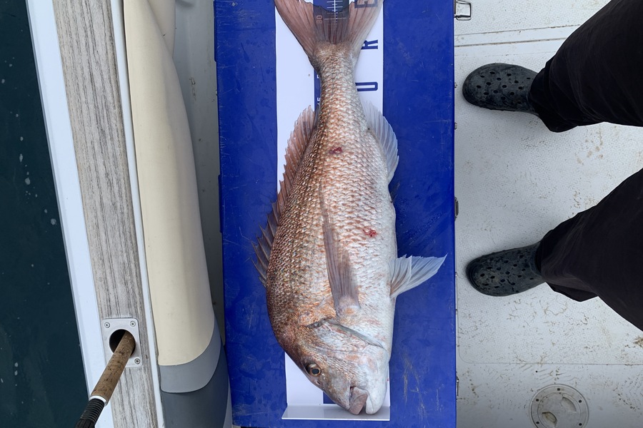 Bryce Guy caught this 81.0cm Snapper at Northland  during The Export NZ Fishing Competition