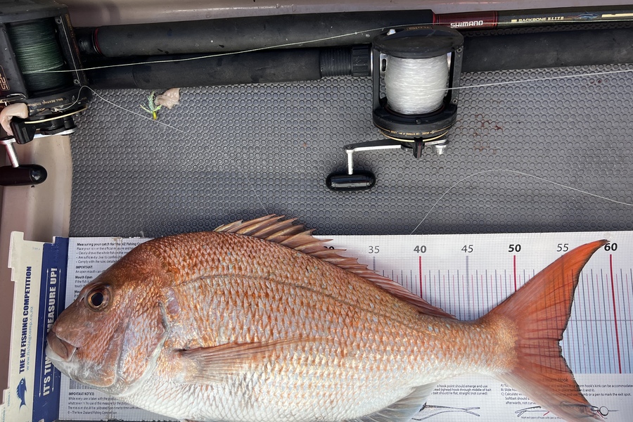 Melissa Martin caught this 54.0cm Snapper at Coromandel  during The Export NZ Fishing Competition