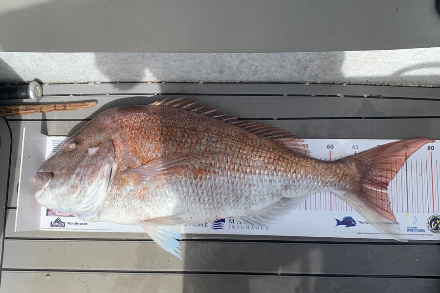 Michelle  Joyce caught this 71.0cm Snapper at Mokau  during The Export NZ Fishing Competition