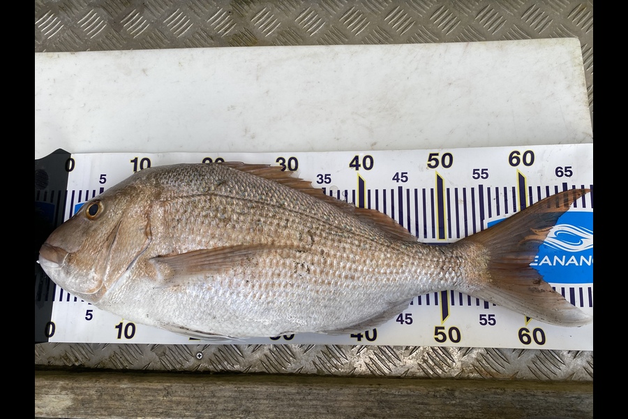 Jimmy Wong caught this 60cm Snapper at Manukau Harbour  during The Export NZ Fishing Competition