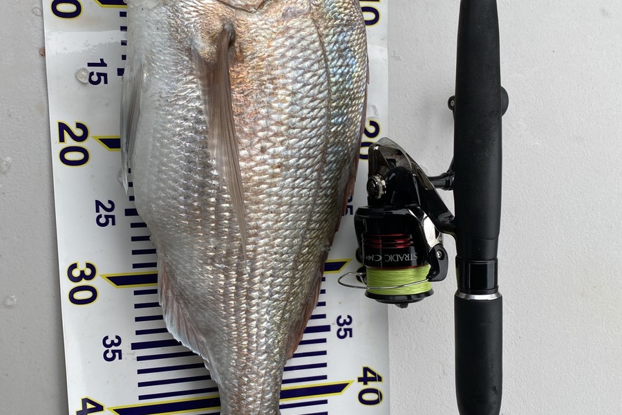 Jimmy Wong caught this 48.5cm Snapper at Omaha  during The Export NZ Fishing Competition