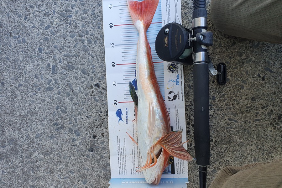 Kathleen  Wright  caught this 45.5cm Gurnard at Waimarama  during The Export NZ Fishing Competition
