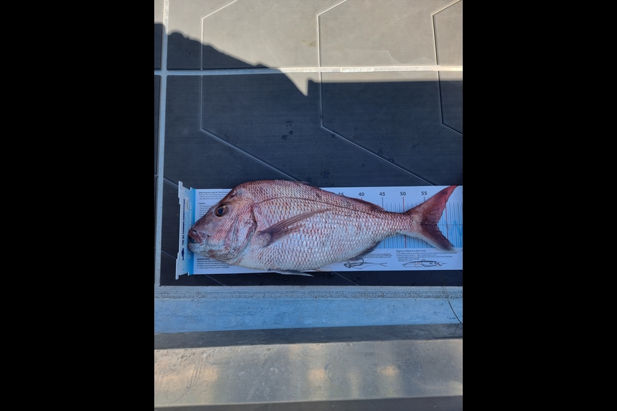 Mike Wright  caught this 57.5cm Snapper at Whangamata  during The Export NZ Fishing Competition