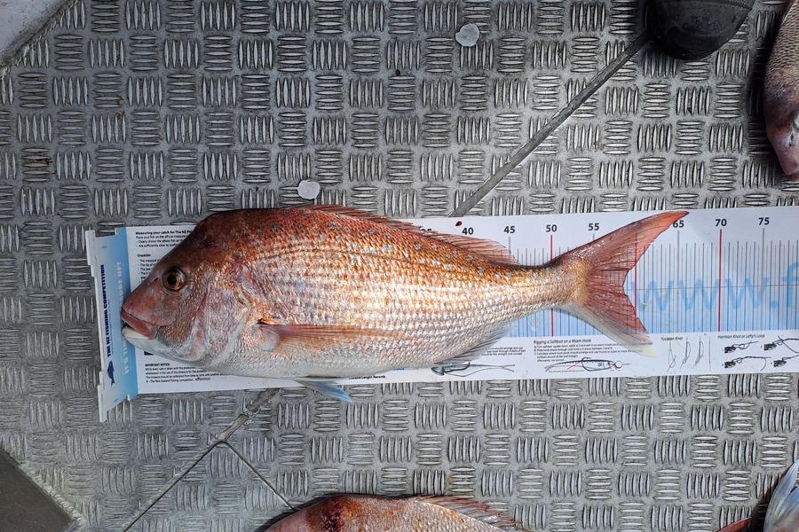 Tony Mcconaghey caught this 58.5cm Snapper at marlborough sounds during The Export NZ Fishing Competition