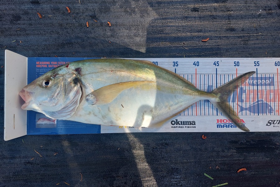 Trevor Hopson caught this 47.5cm Trevally at Kennedy-bay  during The Export NZ Fishing Competition