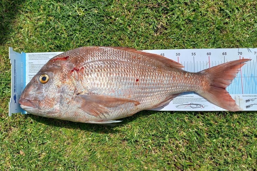 Kyle Richmond caught this 65.0cm Snapper at Houhora during The Export NZ Fishing Competition