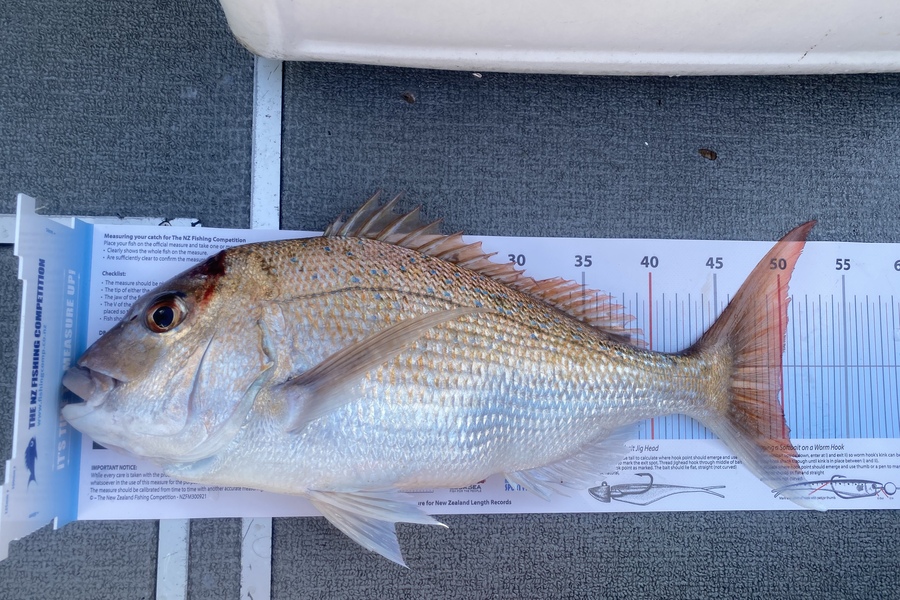 Jimmy Wong caught this 49.5cm Snapper at Hauraki Gulf during The Export NZ Fishing Competition