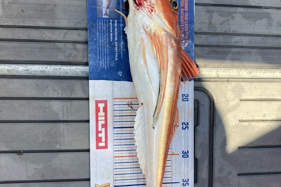 Nicky Kolk caught this 44.5cm Gurnard at Pakawau during The Export NZ Fishing Competition
