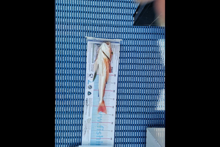 Ross Dibley caught this 43.0cm Gurnard at Tiri during The Export NZ Fishing Competition