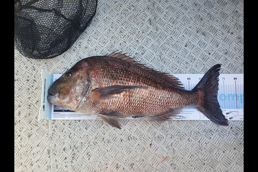 Stuart Roberts caught this 71.5cm Snapper at Mayor Island during The Export NZ Fishing Competition
