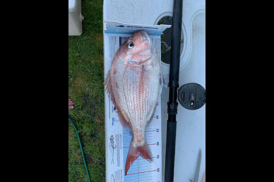 Louise Simpson caught this 43.5cm Snapper at Napier during The Export NZ Fishing Competition