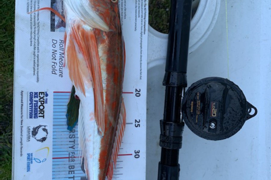 Louise Simpson caught this 43.5cm Gurnard at Napier during The Export NZ Fishing Competition