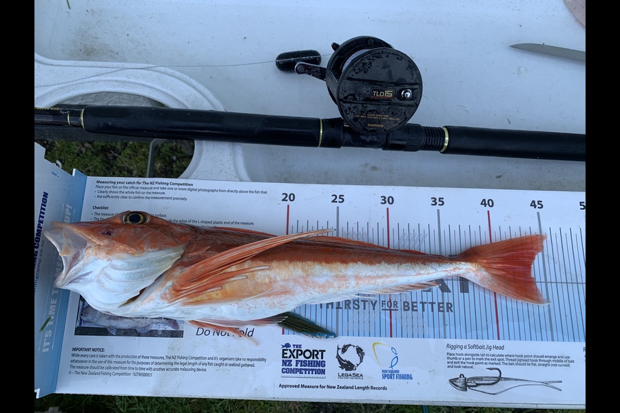Cordel Poynter caught this 43.5cm Gurnard at Napier  during The Export NZ Fishing Competition